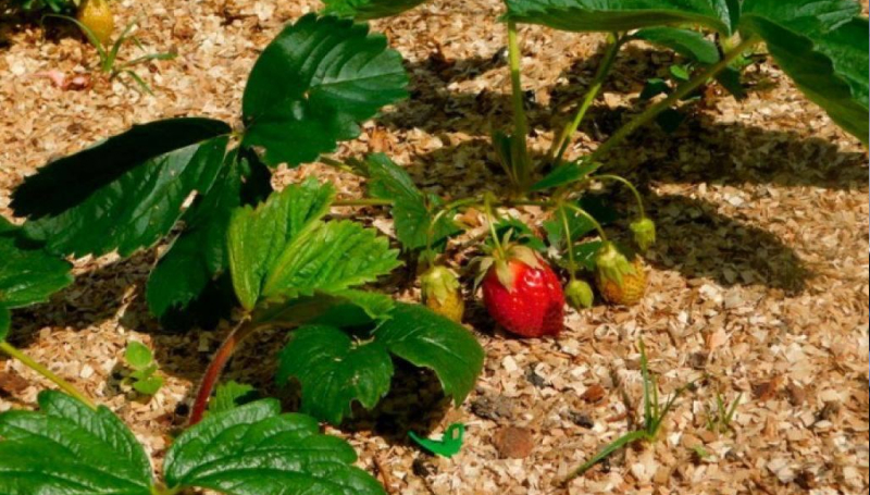 Мульча для уменьшения расхода воды