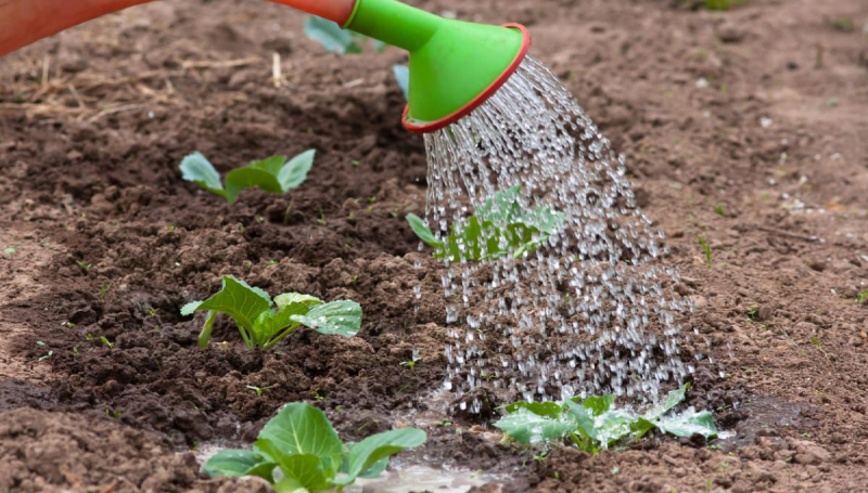 Полив в правильное время дня