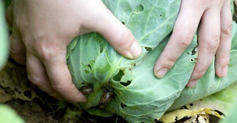 Сбор вредителей вручную