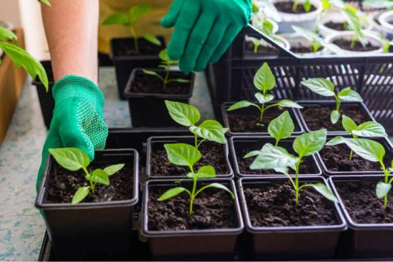 Выращивание рассады в помещении