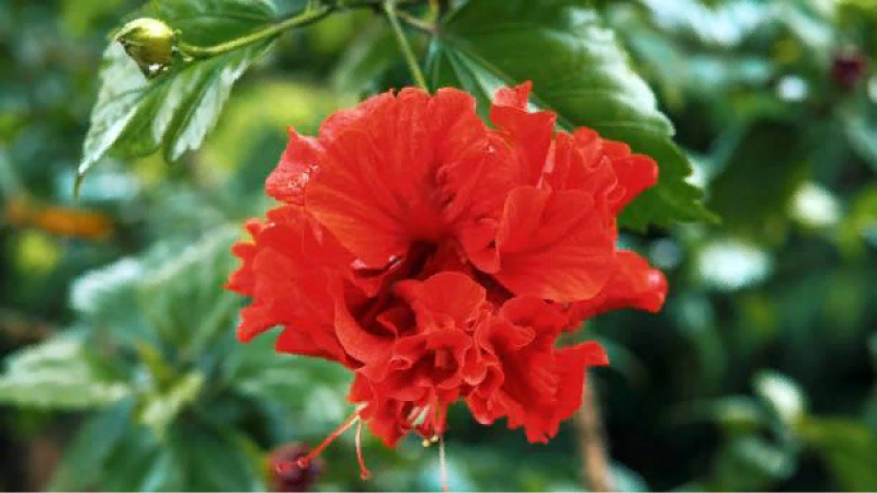 Гибискус китайский