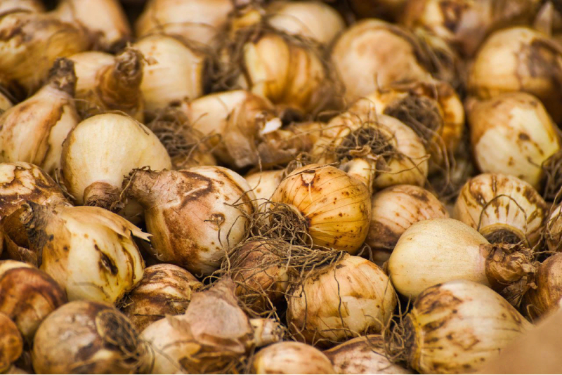 Луковицы тюльпанов