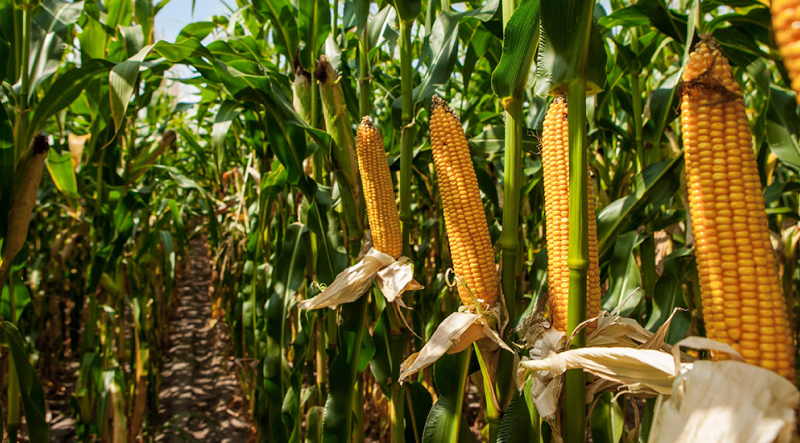 Урожай кукурузы