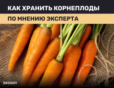 Хранение корнеплодов